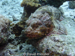 Poisonous Rock Fish by David Pressler 